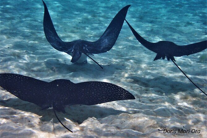 Private excursion Half day Moorea Discovery of the lagoon - What’s Included and What’s Not