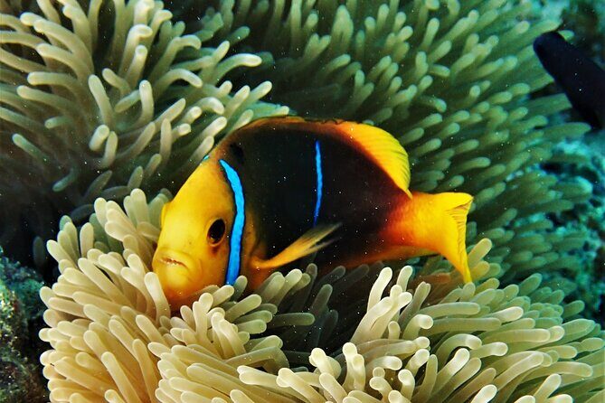 Private excursion Half day Moorea Discovery of the lagoon - The Sum Up