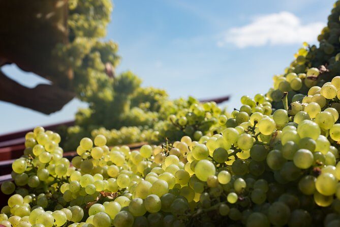 Private excursion to Côte de Beaune and Côte de Nuits (full day) - Frequently Asked Questions