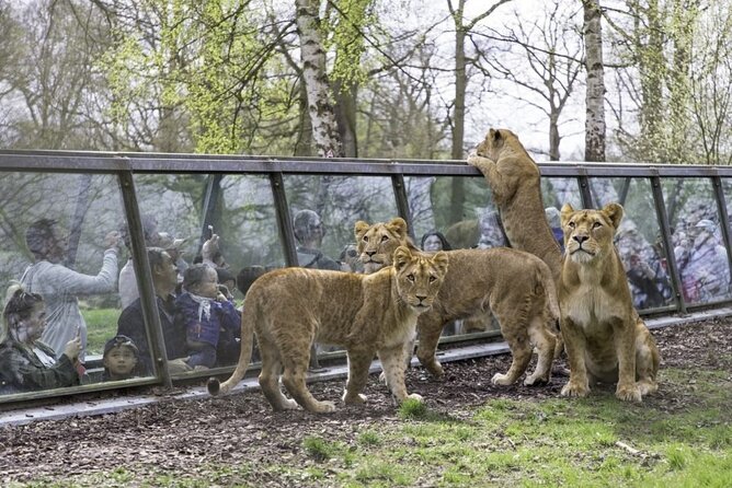 Private Excursion to Thoiry Zoosafari From Paris - The Sum Up
