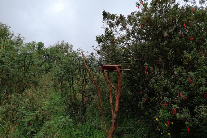 Private Excursion to Yanacocha Reserve- Bird Watch - About Yanacocha Reserve