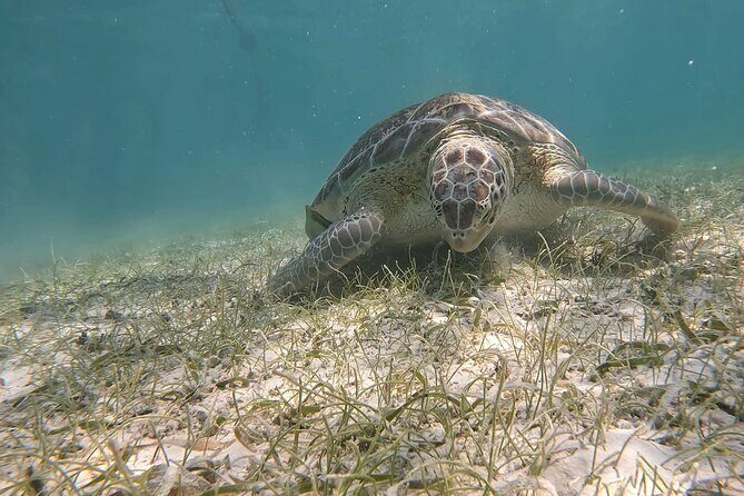 Private Experience in Akumal with Snorkeling - What to Expect from Your Snorkeling Adventure in Akumal