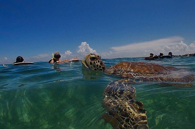 Private Experience in Akumal with Snorkeling - Unique Advantages of This Tour