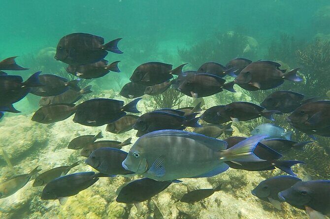 Private Experience in Akumal with Snorkeling - Possible Drawbacks