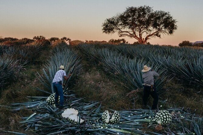 Private Experience of Tequila Town from Jalisco - Key Points