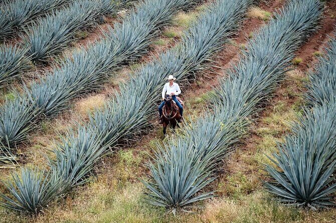 Private Experience of Tequila Town from Jalisco - An In-Depth Look at the Tour Experience