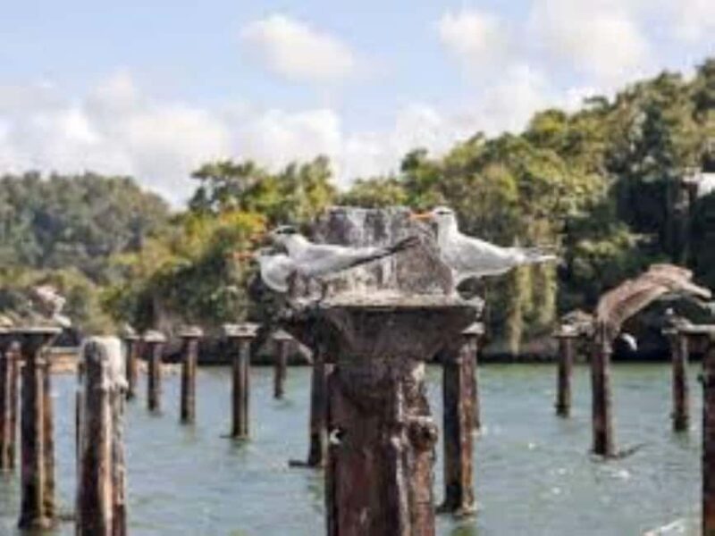 Private: Explore Los Haitises National Park Day Trip - Marine and Birdlife: Nature’s Show