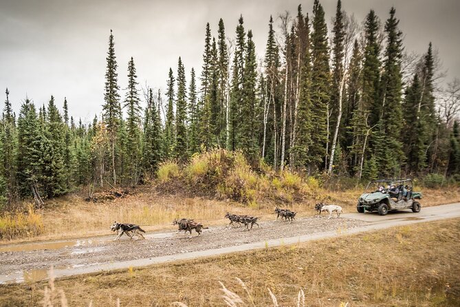 Private Fall Foliage Mushing Cart Ride in Fairbanks - The Joy of Dog Mushing