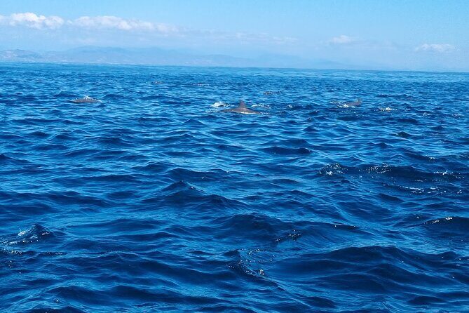 Private Family Dolphin and Whale Tour in Puerto Escondido - FAQ