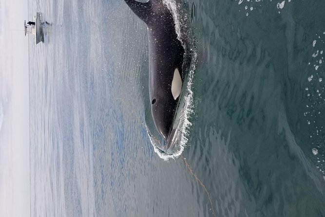Private Family Whale & Dolphin Adventure in San Diego - Accessibility Options Available