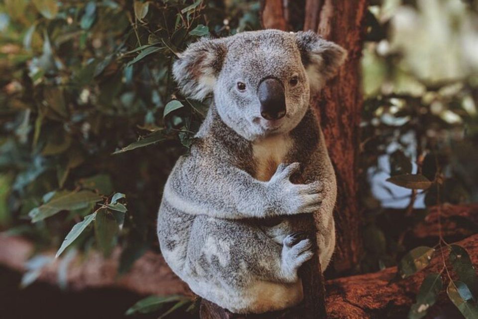 PRIVATE Featherdale Zoo Blue Mountains Scenic World Tour - Itinerary Highlights