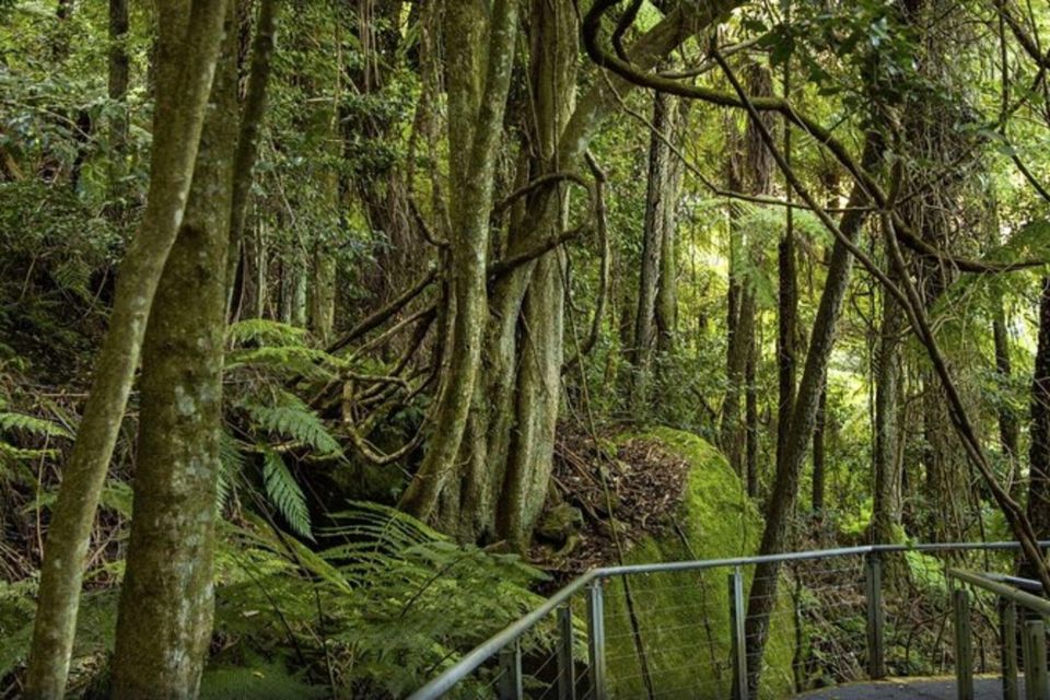 PRIVATE Featherdale Zoo Blue Mountains Scenic World Tour - Pickup and Transportation