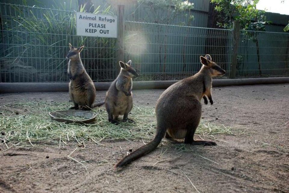 PRIVATE Featherdale Zoo Blue Mountains Scenic World Tour - Recap