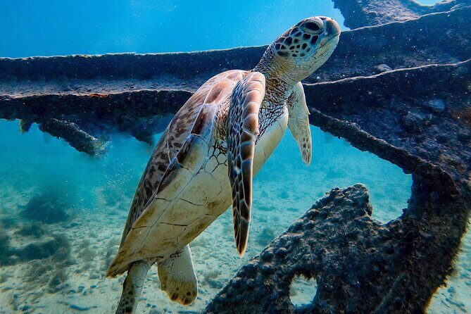 Private First-Time Dive on Arubas Reef and Wreck Site - Detailed Breakdown of the Itinerary