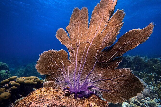Private First-Time Dive on Arubas Reef and Wreck Site - Practical Details