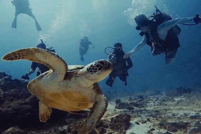Private First-Time Dive on Arubas Reef and Wreck Site - Final Reflection