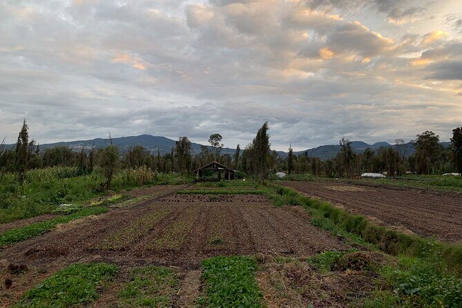 Private Food Tasting and Filmmaking Tour in Mexico City - The Sum Up