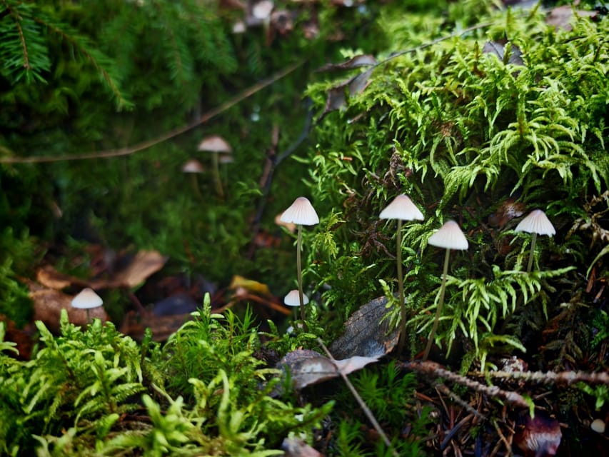 Private Forest Mind Tour in Tampere - FAQs