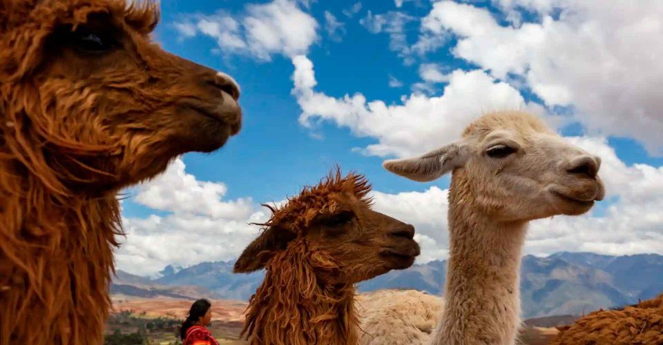 Private From Cusco| Alpaca Therapy + Creative Craftsmanship - Key Benefits of Alpaca Therapy