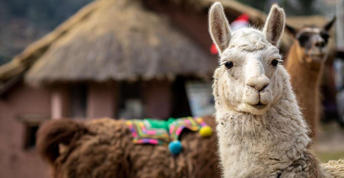 Private From Cusco| Alpaca Therapy + Creative Craftsmanship - Detailed Itinerary