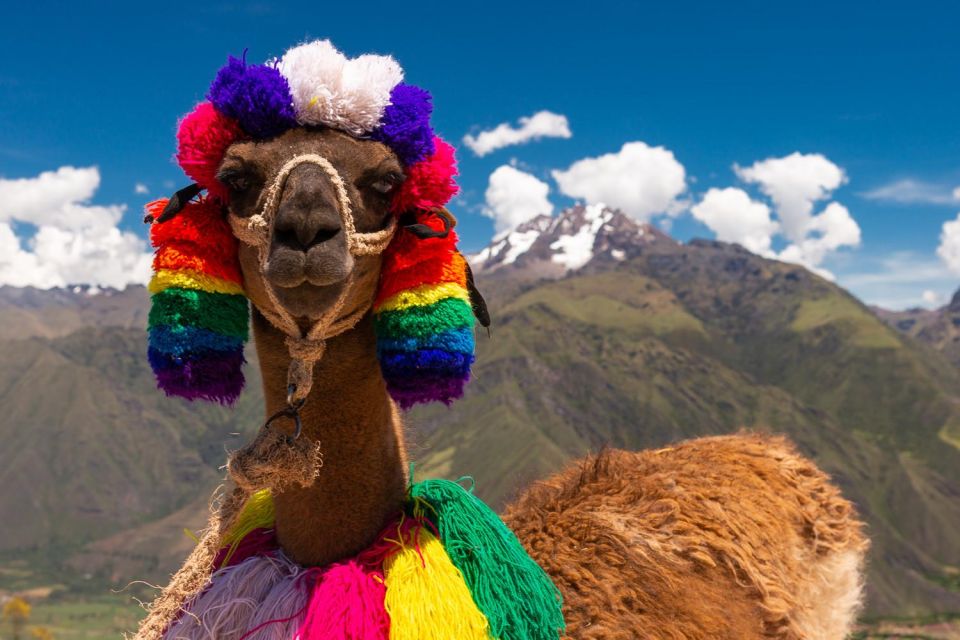 Private From Cusco| Alpaca Therapy + Creative Craftsmanship - Customer Testimonials
