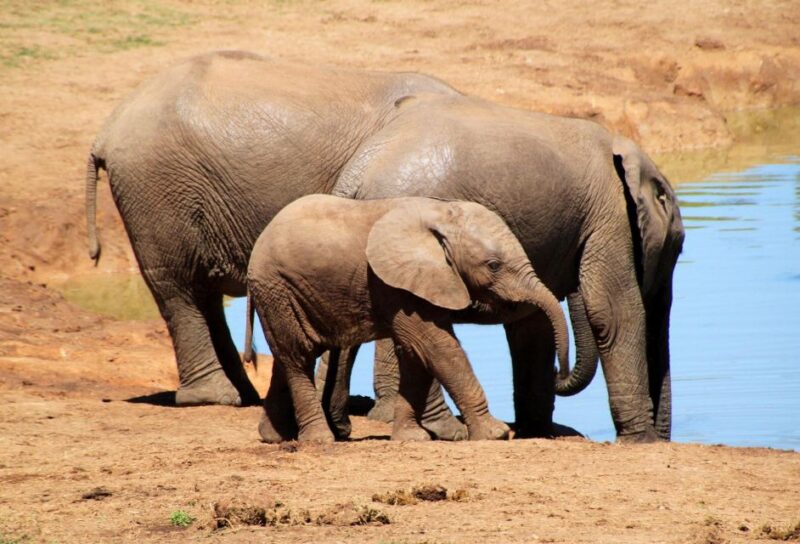 Private Full Day Aquila Safari Tour - Experience Details