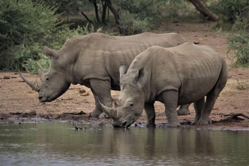 Private Full Day Aquila Safari Tour - Itinerary Highlights