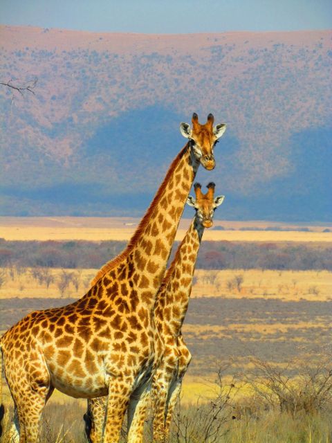 Private Full Day Aquila Safari Tour - Journey Description