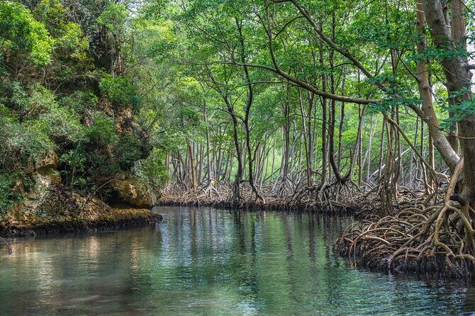 Private Full-Day at Los Haitises National Park - Scenic Boat Tour Through Mangroves and Bay