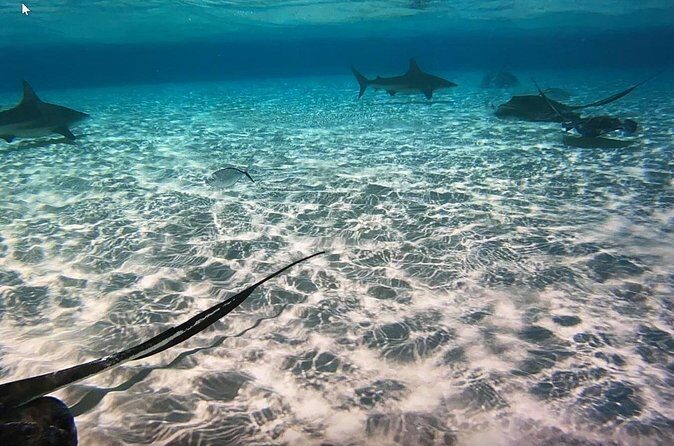 Private Full Day Charter - Stingray City, Starfish Point, Kaibo & Snorkeling - Final Thoughts: Is It Worth It?