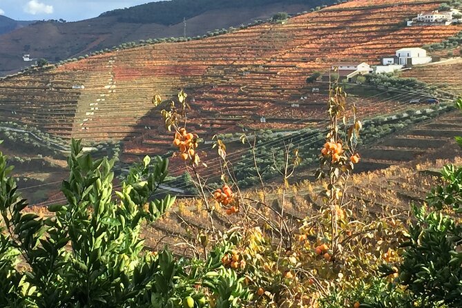Private Full Day Douro Tour - Highlights of the Tour