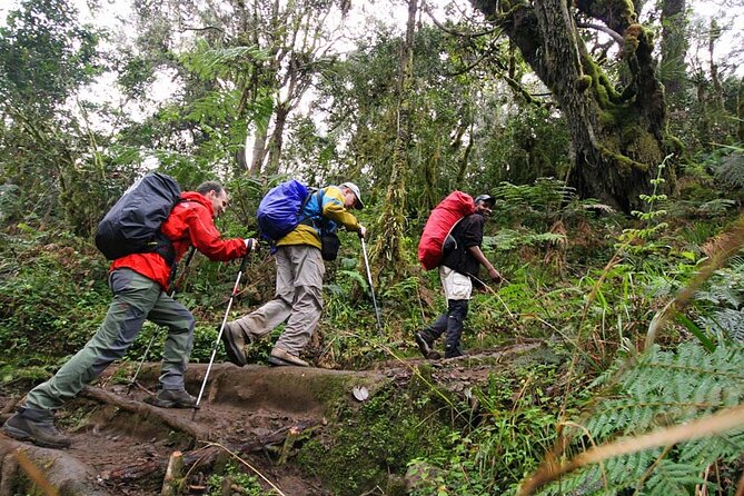 Private Full Day Hiking Experience to Marangu Route - Booking Process and Options