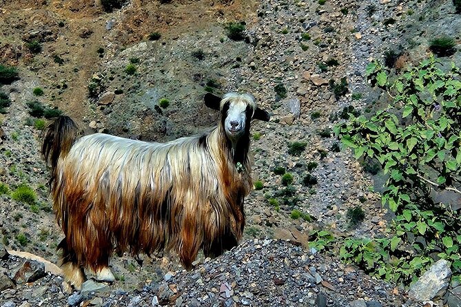 Private Full-Day Jebel Akhdar-Al Suwjara Village Tour - Customer Reviews