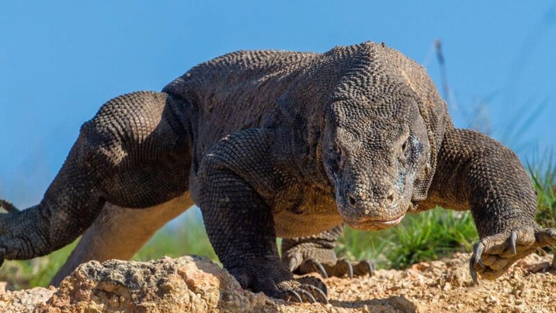 Private Full-Day Komodo National Park Tour - Itinerary Highlights