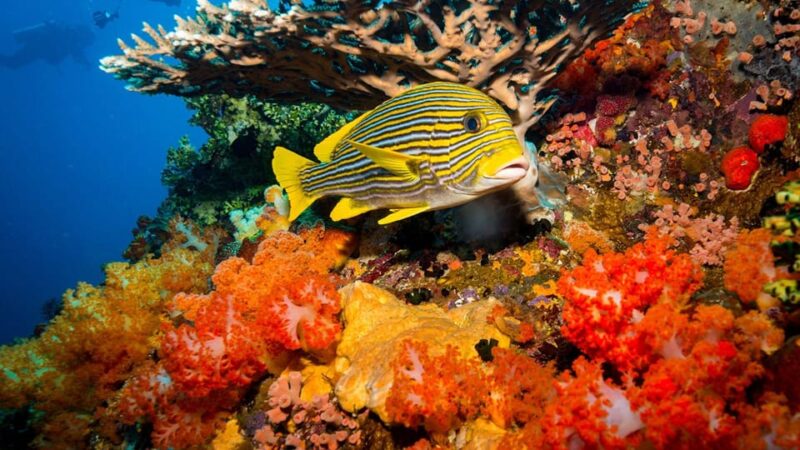 Private Full-Day Komodo National Park Tour - Important Information