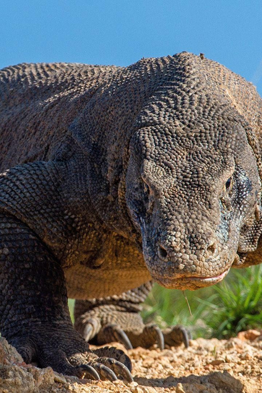 Private Full-Day Komodo National Park Tour - Wildlife and Conservation