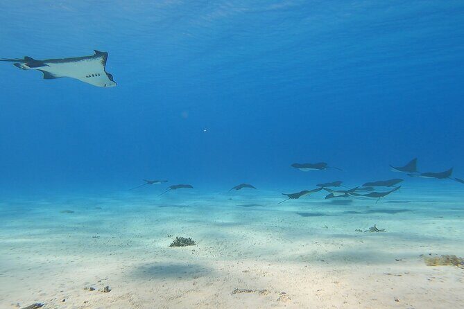 Private Full Day Lagoon Safari and Lunch on a Motu in Bora Bora - An In-Depth Look at the Bora Bora Lagoon Safari