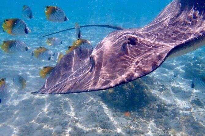 Private Full Day Lagoon Safari and Lunch on a Motu in Bora Bora - FAQs