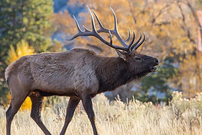 Private Full Day Luxury Tour at Yellowstone Park - The Sum Up