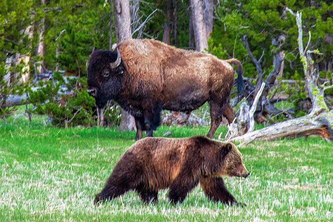 Private Full Day Luxury Tour at Yellowstone Park - FAQ