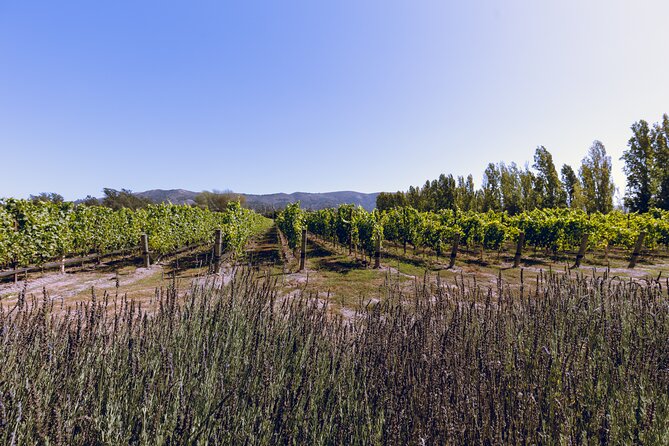 Private Full-Day Luxury Transportation From Sonoma - Accessibility Options for Travelers