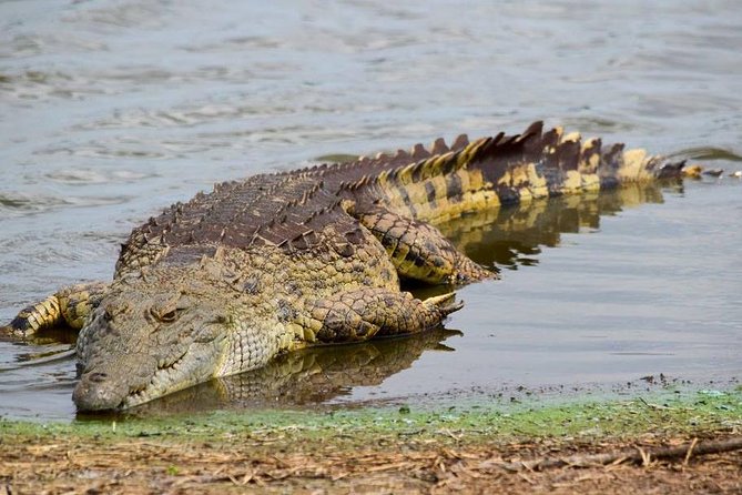 Private Full Day Safari L Kruger National Park From Hazyview or Skukuza - Positive Guest Feedback and Highlights