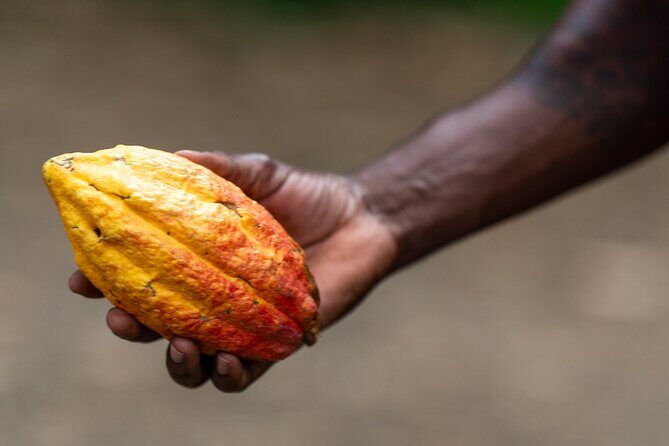 Private Full-day Tour in Grenada with Pickup - Chocolate Indulgence at Jouvay Chocolate