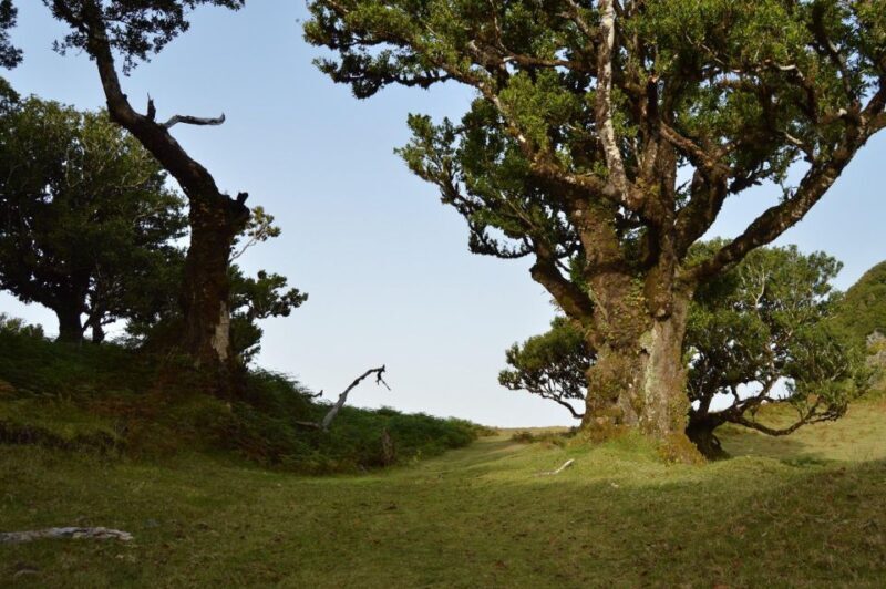 Private Full-Day Tour of North Coast and Laurissilva Forest - The Sum Up