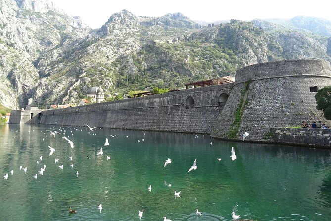 Private Full-Day Tour - Skadar Lake National Park, Saint Stefan and Kotor Tour - Tour Operator and Contact Information