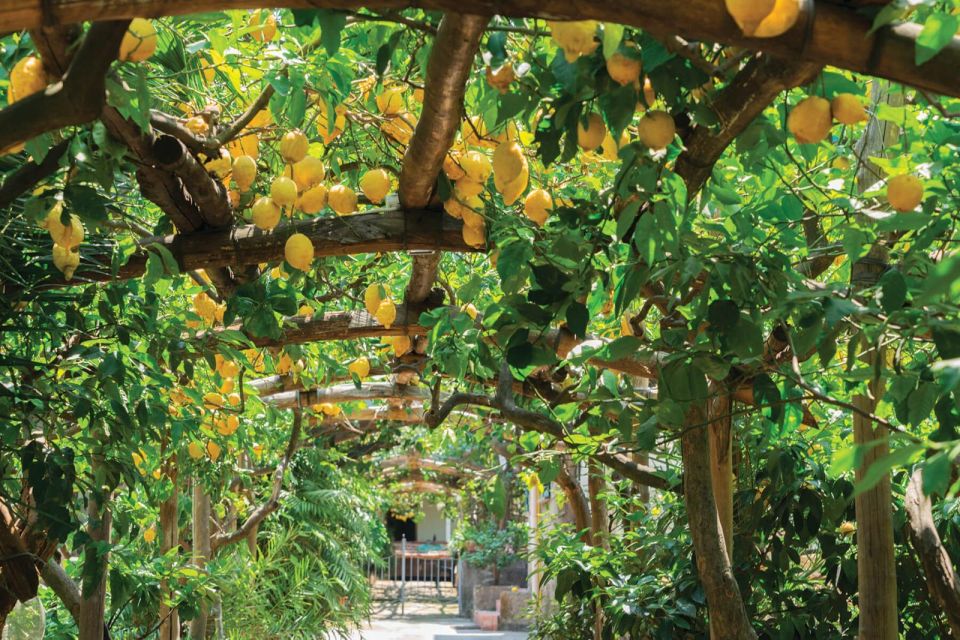 Private Full Day Tour Sorrento Coast and Herculaneum by Van - Highlights