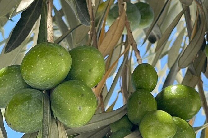 Private Full Day Tour to Nemea Wineries from Attica - Who Should Consider This Tour?