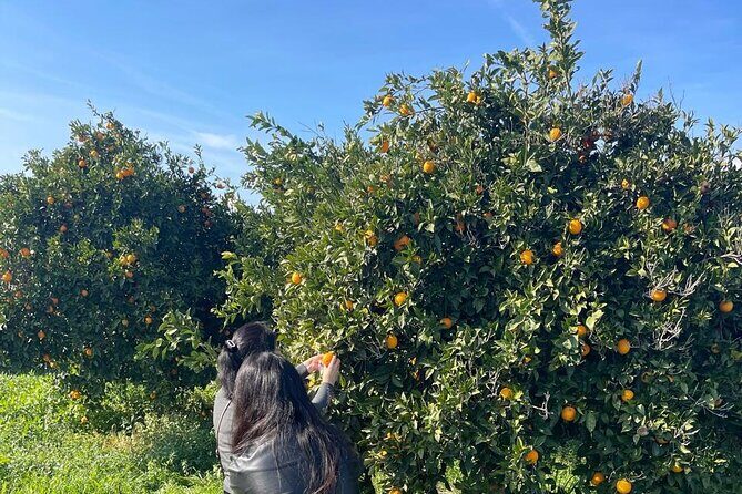 Private Full Day Tour to Nemea Wineries from Attica - The Sum Up