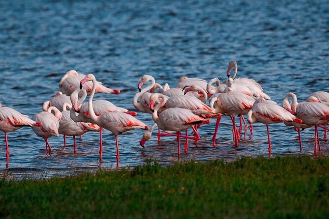 Private Full Day Trip in Lake Manyara National Park - Trip Inclusions and Amenities