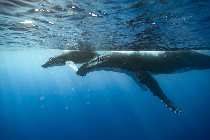 Private full day whale watching tour with lunch - Who Will Appreciate This Tour?  